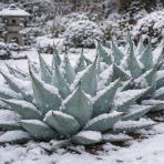 Agáva (Agave) ´HAVARDIANA´ - výška 30-40 cm, Ø 50-60 cm, kont. C50L (-20°C)